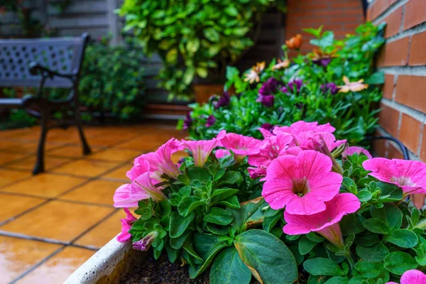 Pétunia Fleurit Dans Jardinière Jour Printemps Pluvieux Madrid — Photo