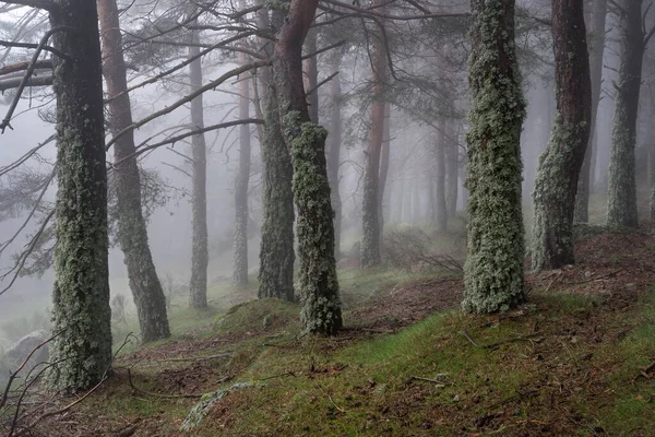 Tajemniczy Zaczarowany Krajobraz Leśny Porośniętymi Mchem Drzewami Mgłą Morcuera Madryt — Zdjęcie stockowe