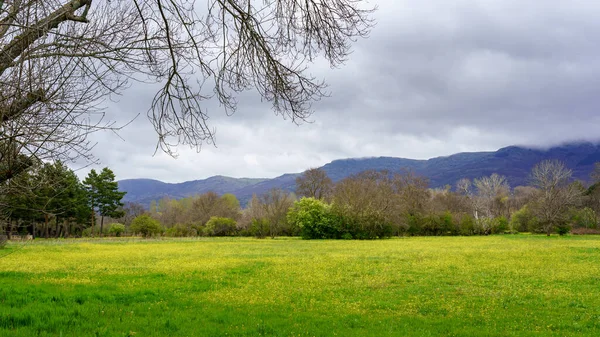 Paesaggio Verde Primaverile Con Prati Verdi Fiori Gialli Una Valle — Foto Stock