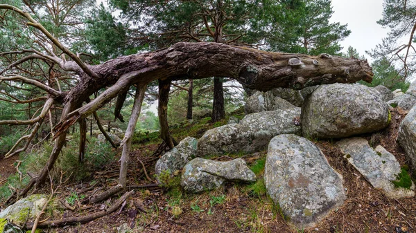 Grande Árvore Caída Meio Floresta Entre Grandes Pedras Galhos Descansando — Fotografia de Stock