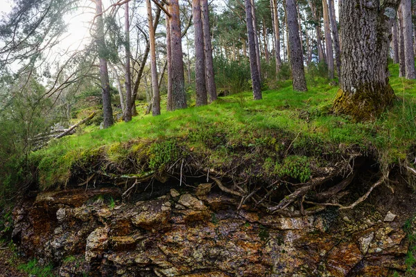 Uzun ağaçları olan yeşil orman ve havada kökleri olan toprak, ağaçların arasından güneş parıldıyor. Guadarrama.
