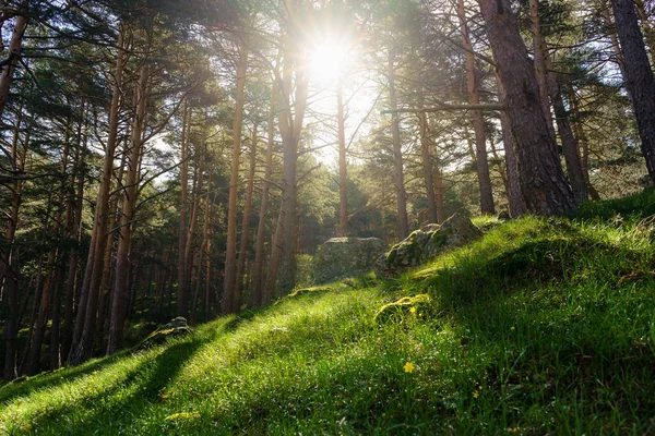 Μαγεμένο Δάσος Πράσινο Γρασίδι Και Φως Του Ήλιου Ρέει Μέσα — Φωτογραφία Αρχείου
