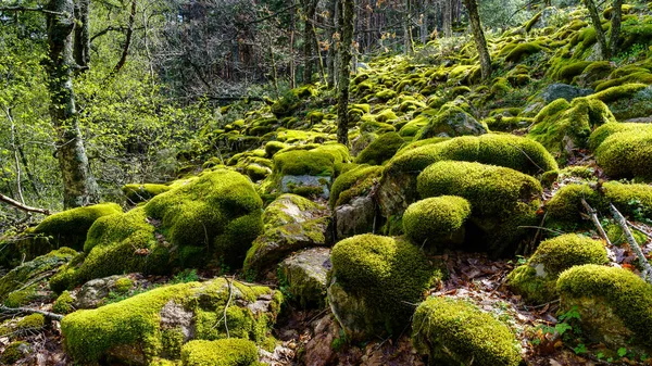 Floresta encantada de conto de fadas iluminada por grandes árvores