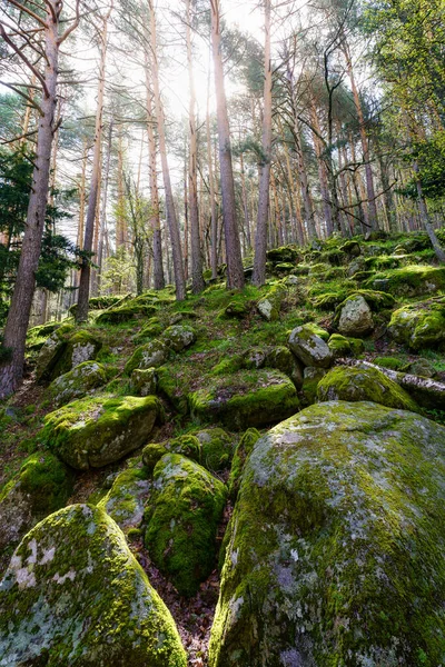 Forêt Enchantée Grosses Pierres Recouvertes Mousse Rayons Soleil Entrant Entre — Photo