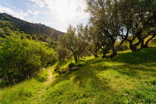 Yeşil zeytin ağaçları, yeşil çimenler ve dalların arasına giren güneş ışığı manzarası. 