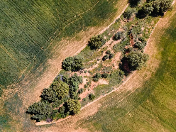 Luftaufnahme Von Der Drohne Bestellter Felder Und Bäume Auf Einem — Stockfoto