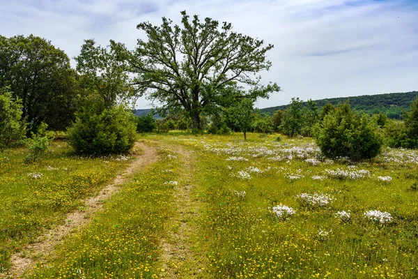 Path Forest Green Meadows Wild Flowers Spain Madrid — Stock Photo, Image