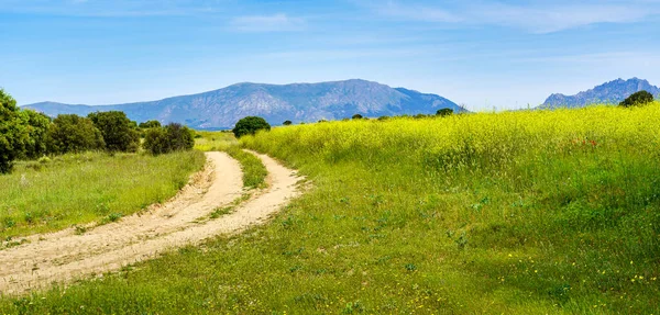 Panoramic Countryside Wild Flowers Dirt Road Mountains — Stock Photo, Image