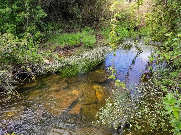 Yeşil bitkiler ve beyaz bahar çiçekleri olan küçük bir dere..