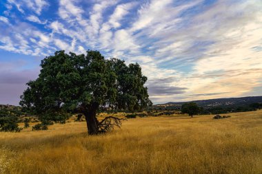 Holm meşesi ağacı altın gündoğumunda çayırda.