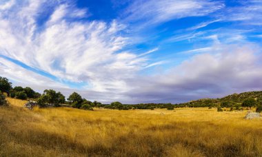 Bulutların manzarası ve mavi gökyüzü altın otlar üzerinde.