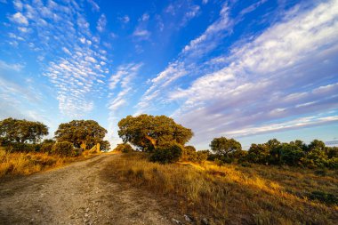 Akdeniz meşe ormanlarıyla birlikte tarlada gün doğumu.