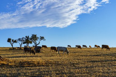 İnekler gün batımında mavi gökyüzü ve nadir beyaz bulut ile tarlada otluyor..