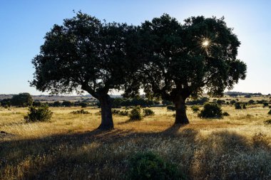Sıcak yaz gününde ve mavi gökyüzünde iki meşe ağacı..
