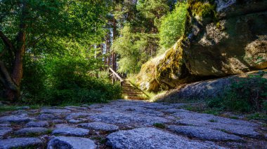 Ormandaki taş patika güneş ışığıyla aydınlatılan bir yola çıkıyor. Navacerrada.