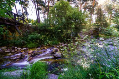 Güneş doğarken ağaçların arasından güneş ışınlarıyla yeşil ormanda küçük bir dere..