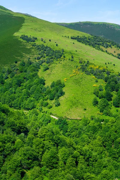 Groene Berglandschap Met Koeien Paarden Grazend Het Gras Zandspiering — Stockfoto