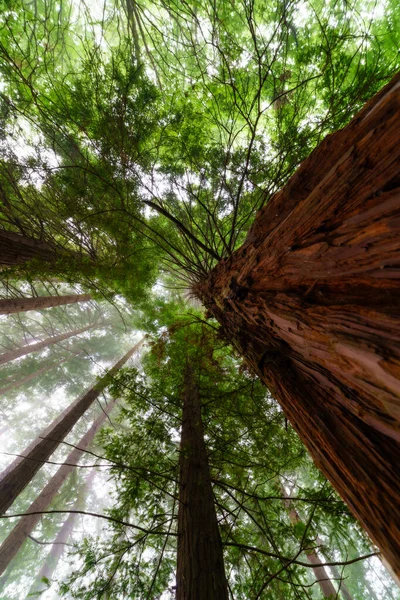 Yeşil ormandaki dev sekoyalar sisli bir günde gökyüzüne bakıyor..