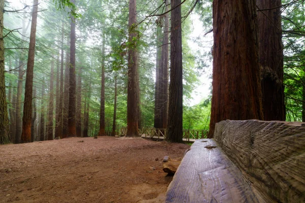 Ξύλινο Παγκάκι Γιγαντιαίο Δάσος Sequoia Συννεφιασμένη Μέρα Ομίχλη — Φωτογραφία Αρχείου