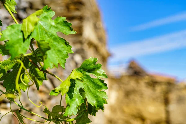 Druivenbladeren Oude Stad Met Blauwe Lucht — Stockfoto