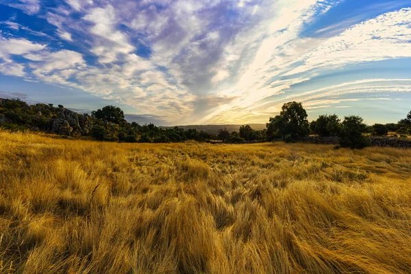 Paesaggio All Alba Con Campi Piante Oro Cielo Con Nuvole — Foto Stock