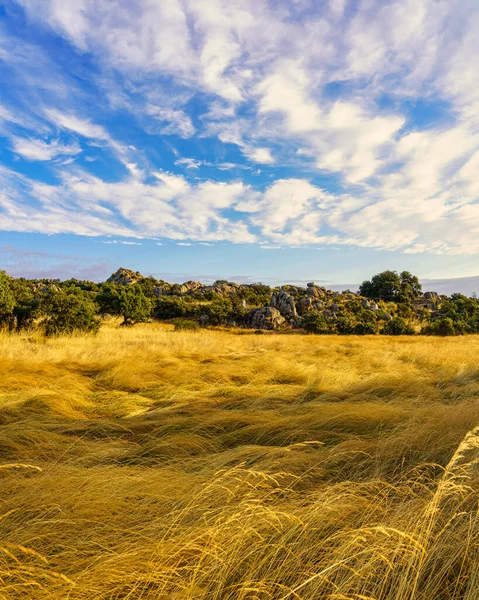 Landscape Sunrise Fields Golden Herbs Cloudy Sky — Stock Photo, Image