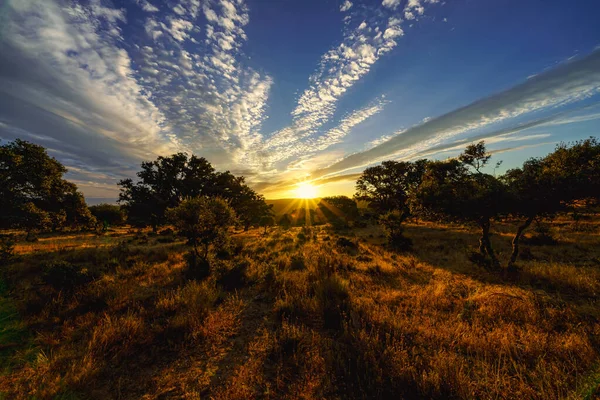 Atardecer Dorado Con Rayos Sol Iluminando Bosque — Foto de Stock