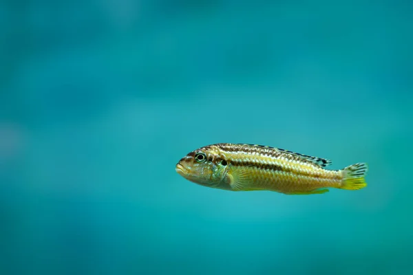 Pequeno Peixe Solitário Fundo Azul Com Espaço Cópia — Fotografia de Stock