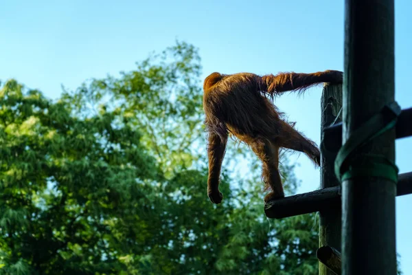 Орангутанг Спине Сидел Бревнах Смотрел Землю Вытянутыми Руками — стоковое фото