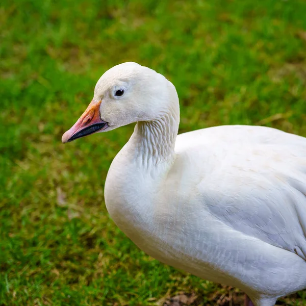 Witte Eend Close Groen Gras Achtergrond — Stockfoto