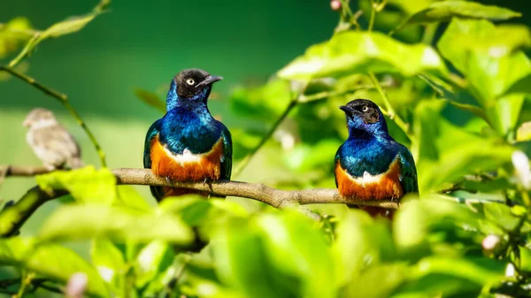 Zwei Bunte Tropische Vögel Auf Grünem Hintergrund Der Vegetation — Stockfoto
