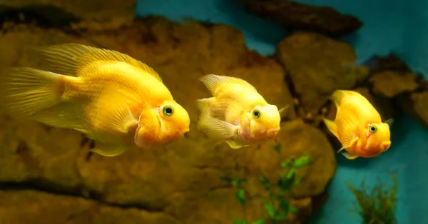 Três Peixes Tropicais Amarelos Uma Fileira Olhando Frente — Fotografia de Stock