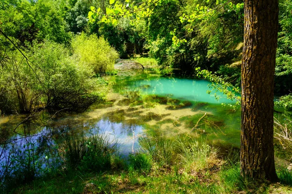 Bosque Con Exuberante Vegetación Soleado Día Verano — Foto de Stock