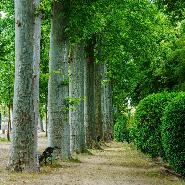 Bonito Paseo Por Parque Público Con Grandes Árboles Bancos Para — Foto de Stock