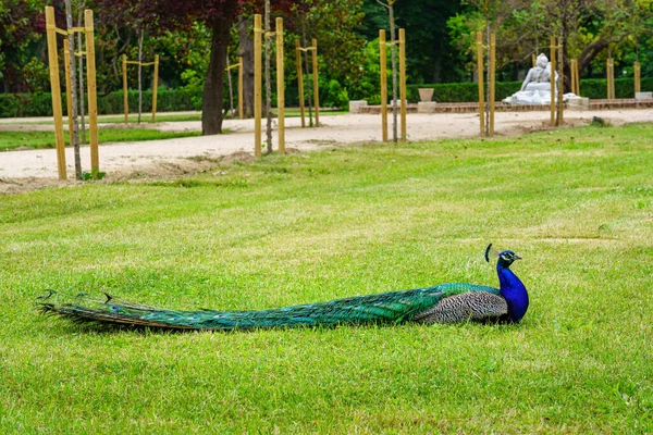 Pfau Liegt Grünen Gras Eines Öffentlichen Parks Aranjuez — Stockfoto