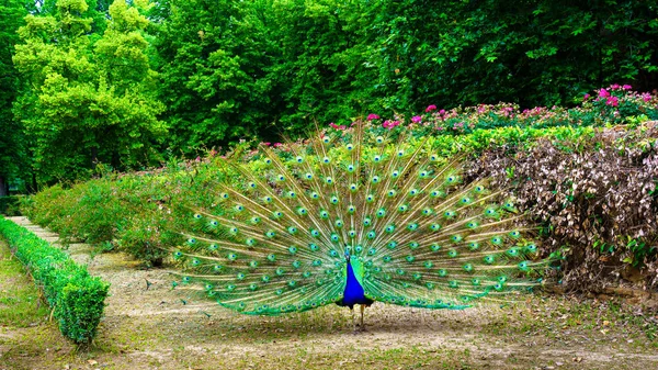 Pfau Mit Offenem Schwanz Zeigt Lebhafte Farben Symmetrischer Anordnung Aranjuez — Stockfoto