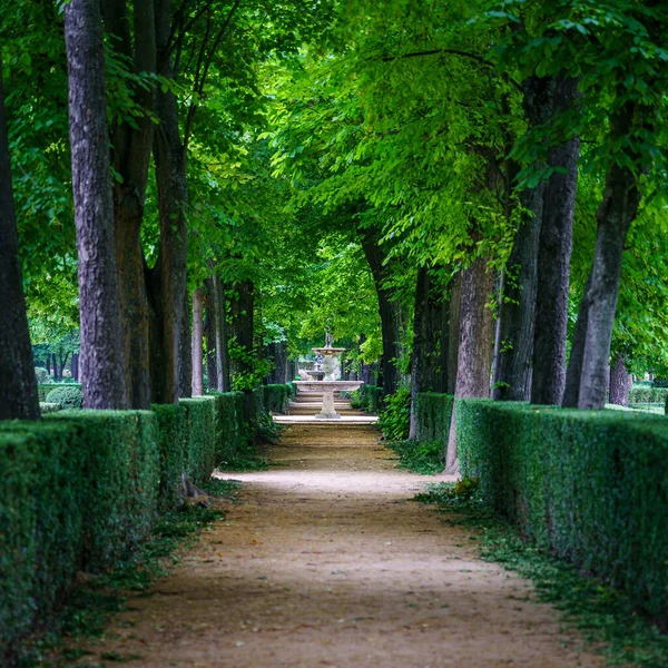 Openbaar Park Met Grote Bomen Onverharde Wegen Wandelen Aranjuez — Stockfoto