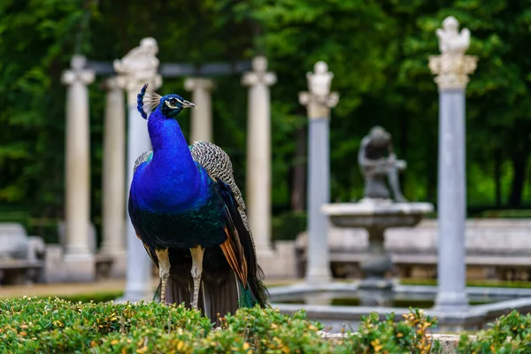 Pfau Einem Öffentlichen Park Mit Alten Weißen Steinsäulen Aranjuez — Stockfoto