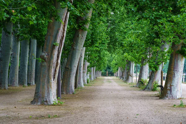 Parque Público Com Grandes Árvores Estradas Terra Para Caminhar Aranjuez — Fotografia de Stock