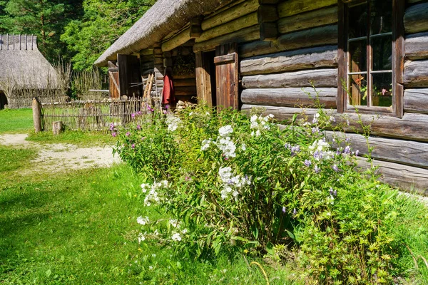 Virágok Növények Faház Szélén Erdőben — Stock Fotó