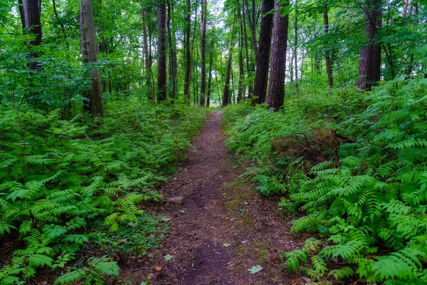 Chemin Dans Forêt Avec Fougères Grands Arbres Journée Été — Photo