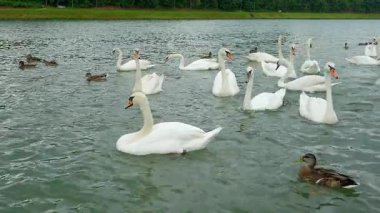 Slovenya 'nın Maribor kentini geçen Drava Nehri' ndeki Kuğular