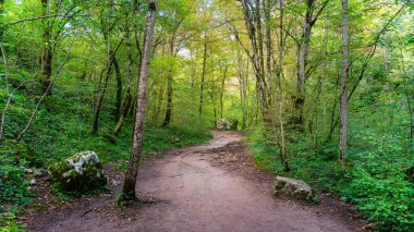 Bosque junto a la poblacion de Kovarid