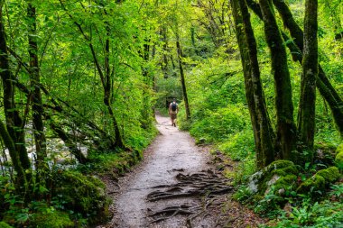 Slovenya 'nın kuzey Alplerindeki Kozjak Nehri Ormanı' nda yürüyüş yapan turistler.
