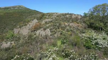 Orta İspanya 'nın yüksek yeşil dağlarında baharda çiçek patlaması, Somosierra