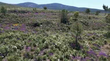 İspanya 'nın merkezinde, güneşli mavi gökyüzü olan dağlarda çok renkli kır çiçeklerinin patlaması