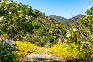 Orta İspanya 'nın dağlarında ilkbaharda kır çiçekleri,