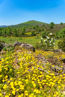 İspanya 'nın orta kesimindeki bir dağ manzarasında yeşil çayırlar sarı çiçeklerle benekli.