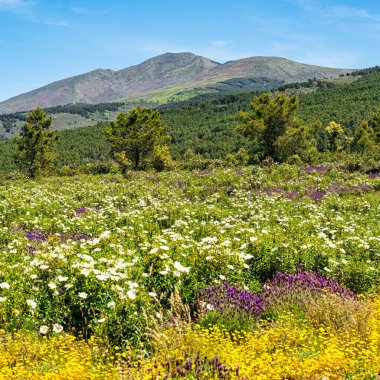 Bir sürü renkli kır çiçekli yeşil dağ manzarası, İspanya