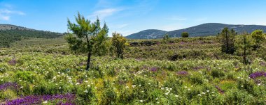 Bir sürü renkli kır çiçekli yeşil dağ manzarası, İspanya